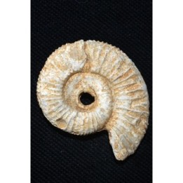 ammonite