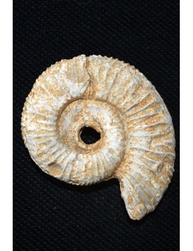 Ammonite