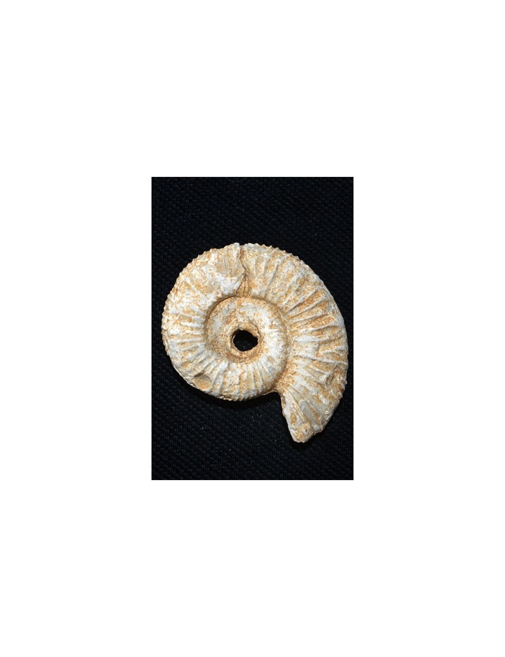 Ammonite