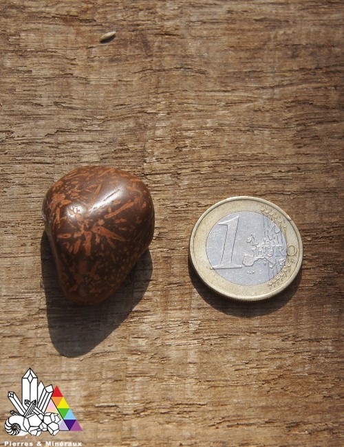 Jaspe Etoilé ou Fossile