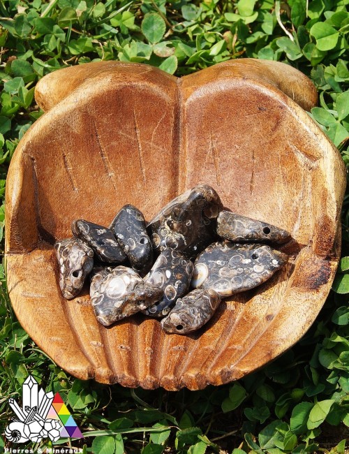 Agate Turitelle ou Fossile